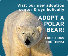Symbolically adopt a polar bear